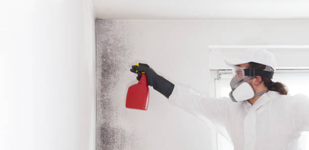 Mold Removal and Inspection in Chamblee, GA