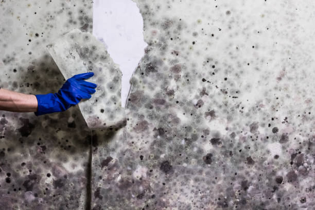 Best Commercial Mold Removal  in Chamblee, GA