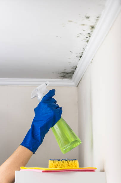 Best Attic Mold Removal  in Chamblee, GA