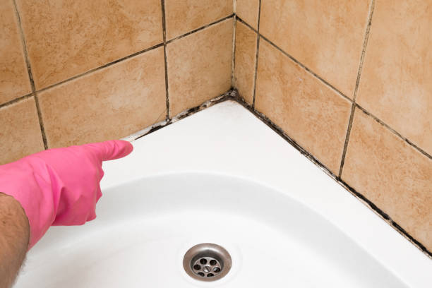 Best Black Mold Removal  in Chamblee, GA